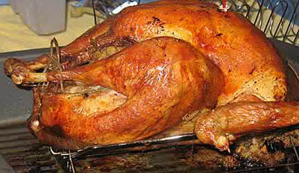 Pavo estilo latino