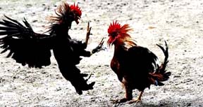 Las peleas de gallos son prohibidas en los Estados Unidos.
