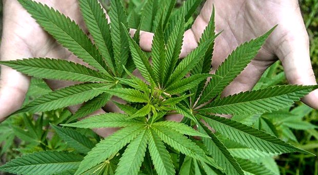Los doctores en Nueva York podrán recetar marihuana por motivos medicinales.