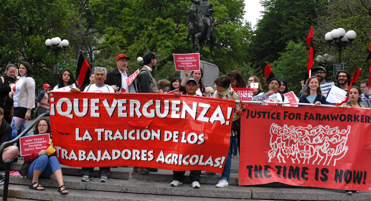 Los trabajadores agrícolas también se congregaron este sábado en Union Square, Manhattan. Foto Humberto Arellano