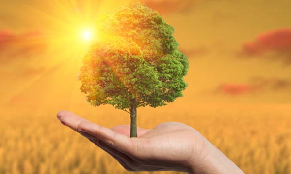 Con Edison Customers Went Green in 2014