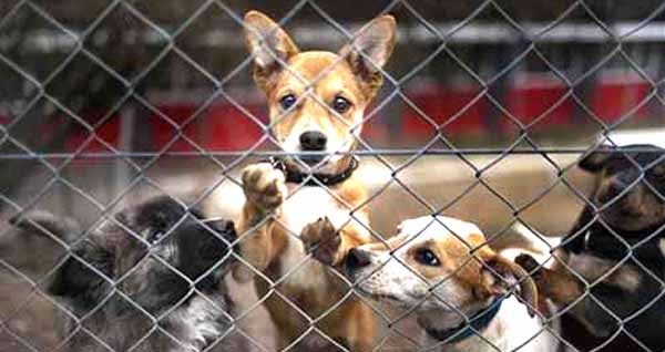 Campaña de Telemundo 47 y NBC para adoptar mascotas y desocupar albergues