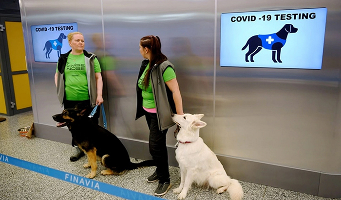 Perros detectan Coronavirus
