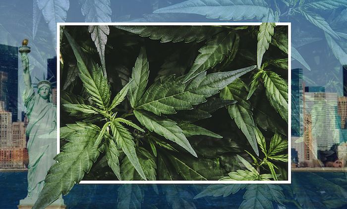 Marihuana legal en NYS