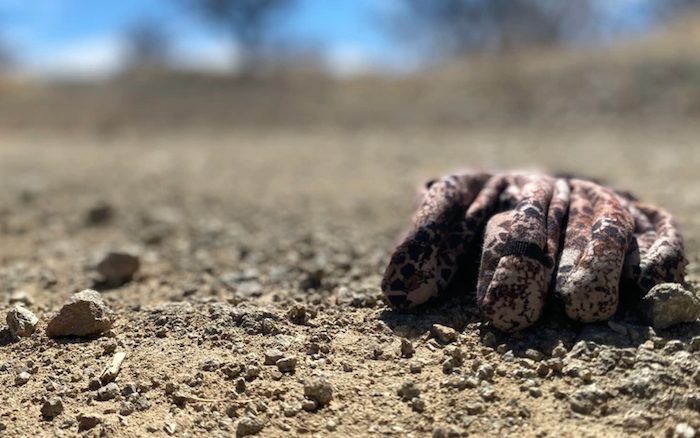 En la frontera se paga con dinero o con el cuerpo