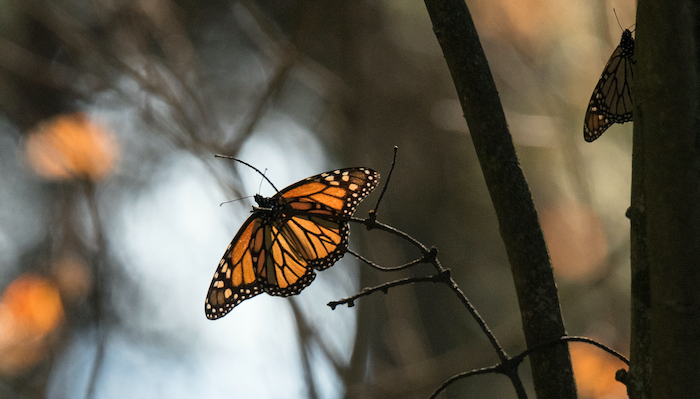 Mariposas Mocarca de México se están recuperando