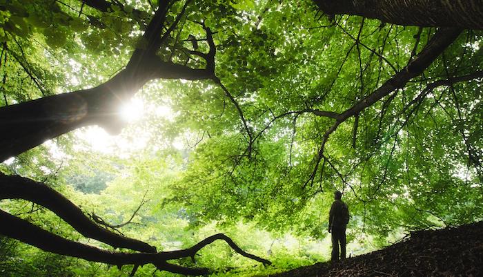 El poder liberador de la naturaleza