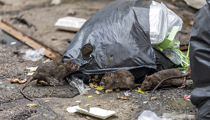 ‘Bolsas negras son bufé para ratas’