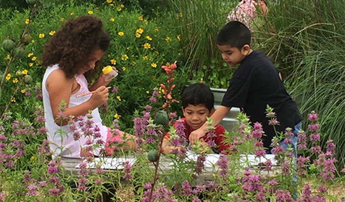Cómo la jardinería ayuda a la vida silvestre