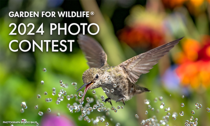 Concurso de fotografía sobre jardinería y vida silvestre