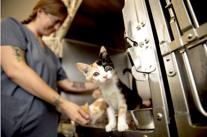 Sacrificio de mascotas en albergues disminuye