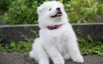 ¿Quiéres adoptar este perrito? Cuidado con las estafas