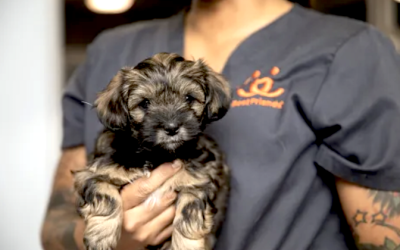 Perros y gatos buscan un hogar y puede ser el suyo