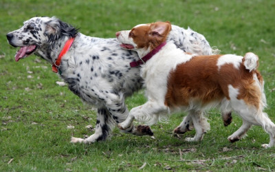 Cómo cuidar sus mascotas en primavera