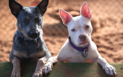 Cómo cuidar sus mascotas ante ola de calor
